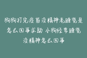 狗狗打完疫苗没精神老睡觉是怎么回事求助 小狗经常睡觉没精神怎么回事