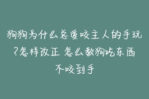 狗狗为什么总爱咬主人的手玩?怎样改正 怎么教狗吃东西不咬到手