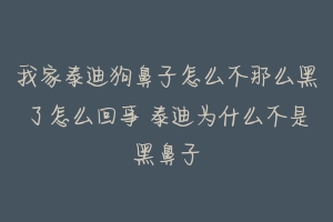 我家泰迪狗鼻子怎么不那么黑了怎么回事 泰迪为什么不是黑鼻子