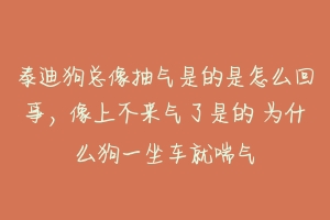 泰迪狗总像抽气是的是怎么回事，像上不来气了是的 为什么狗一坐车就喘气