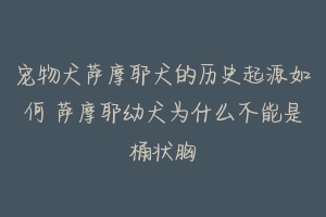 宠物犬萨摩耶犬的历史起源如何 萨摩耶幼犬为什么不能是桶状胸