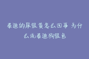 泰迪的尿很黄怎么回事 为什么说泰迪狗很色