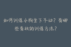 如何训练小狗坐下不动？有哪些有效的训练方法？