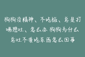 狗狗没精神、不吃饭、总是打嗝想吐、怎么办 狗狗为什么总吐不爱吃东西怎么回事