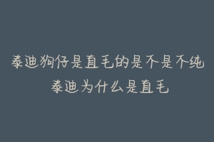 泰迪狗仔是直毛的是不是不纯 泰迪为什么是直毛