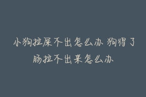 小狗拉屎不出怎么办 狗得了肠拉不出来怎么办