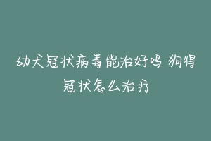 幼犬冠状病毒能治好吗 狗得冠状怎么治疗