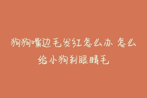 狗狗嘴边毛发红怎么办 怎么给小狗剃眼睛毛