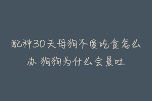 配种30天母狗不爱吃食怎么办 狗狗为什么会晨吐