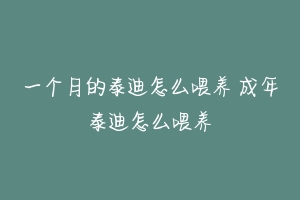 一个月的泰迪怎么喂养 成年泰迪怎么喂养