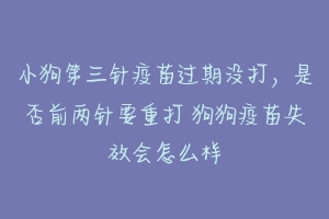 小狗第三针疫苗过期没打，是否前两针要重打 狗狗疫苗失效会怎么样