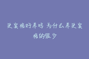 史宾格好养吗 为什么养史宾格的很少