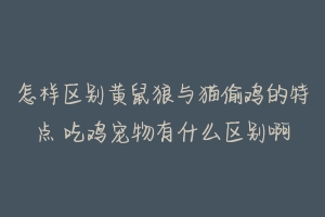 怎样区别黄鼠狼与猫偷鸡的特点 吃鸡宠物有什么区别啊