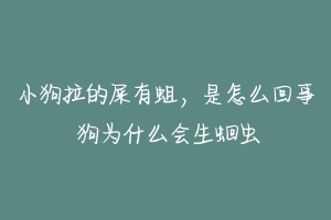 小狗拉的屎有蛆，是怎么回事 狗为什么会生蛔虫