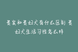 贵宾和贵妇犬有什么区别 贵妇犬生活习性怎么样