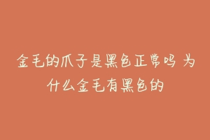 金毛的爪子是黑色正常吗 为什么金毛有黑色的