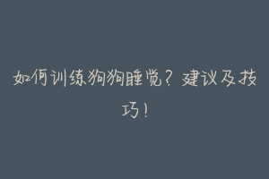 如何训练狗狗睡觉？建议及技巧！