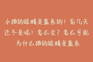 小猫的眼睛是蓝色的！前几天还不是呢！怎么会？怎么可能 为什么猫的眼睛是蓝色