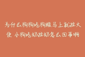 为什么狗狗吃狗粮马上就拉大便 小狗吃奶拉奶怎么回事啊