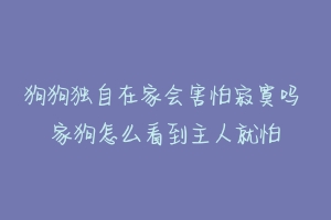 狗狗独自在家会害怕寂寞吗 家狗怎么看到主人就怕