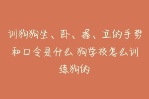 训狗狗坐、卧、握、立的手势和口令是什么 狗学校怎么训练狗的