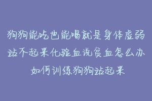 狗狗能吃也能喝就是身体虚弱站不起来化验血说贫血怎么办 如何训练狗狗站起来