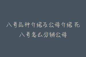 八哥品种介绍及公母介绍 花八哥怎么分辨公母