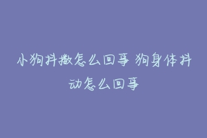 小狗抖擞怎么回事 狗身体抖动怎么回事