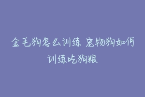 金毛狗怎么训练 宠物狗如何训练吃狗粮