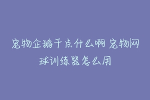 宠物企鹅干点什么啊 宠物网球训练器怎么用