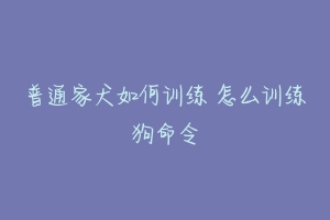 普通家犬如何训练 怎么训练狗命令