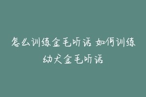 怎么训练金毛听话 如何训练幼犬金毛听话