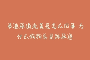 泰迪尿道流黄是怎么回事 为什么狗狗总是舔尿道