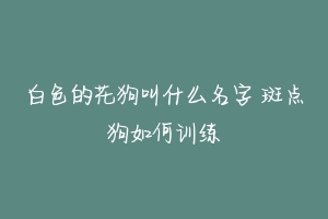 白色的花狗叫什么名字 斑点狗如何训练