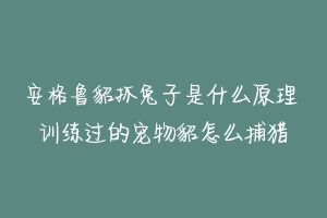 安格鲁貂抓兔子是什么原理 训练过的宠物貂怎么捕猎