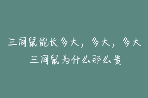 三间鼠能长多大，多大，多大 三间鼠为什么那么贵