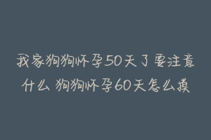 我家狗狗怀孕50天了要注意什么 狗狗怀孕60天怎么摸