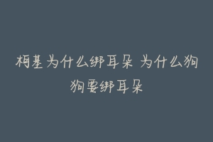 柯基为什么绑耳朵 为什么狗狗要绑耳朵