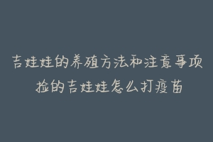 吉娃娃的养殖方法和注意事项 捡的吉娃娃怎么打疫苗