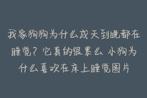 我家狗狗为什么成天到晚都在睡觉？它真的很累么 小狗为什么喜欢在床上睡觉图片