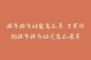 拉布拉多幼崽怎么养 才买回的拉布拉多幼犬怎么喂养