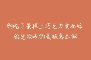 狗吃了蛋糕上巧克力会死吗 给宠物吃的蛋糕怎么做