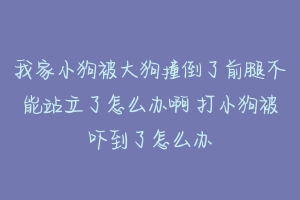 我家小狗被大狗撞倒了前腿不能站立了怎么办啊 打小狗被吓到了怎么办