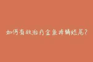 如何有效治疗金鱼掉鳞烂尾？