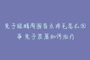 兔子眼睛周围有点掉毛怎么回事 兔子皮屑如何治疗