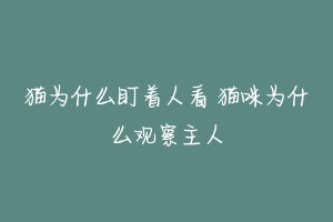 猫为什么盯着人看 猫咪为什么观察主人