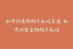 如何训练狗狗不乱咬东西 如何训练宠物狗不乱咬