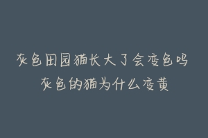 灰色田园猫长大了会变色吗 灰色的猫为什么变黄