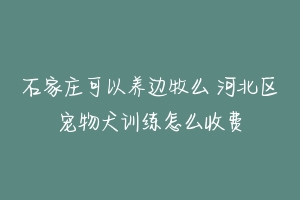 石家庄可以养边牧么 河北区宠物犬训练怎么收费