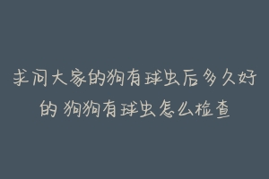 求问大家的狗有球虫后多久好的 狗狗有球虫怎么检查